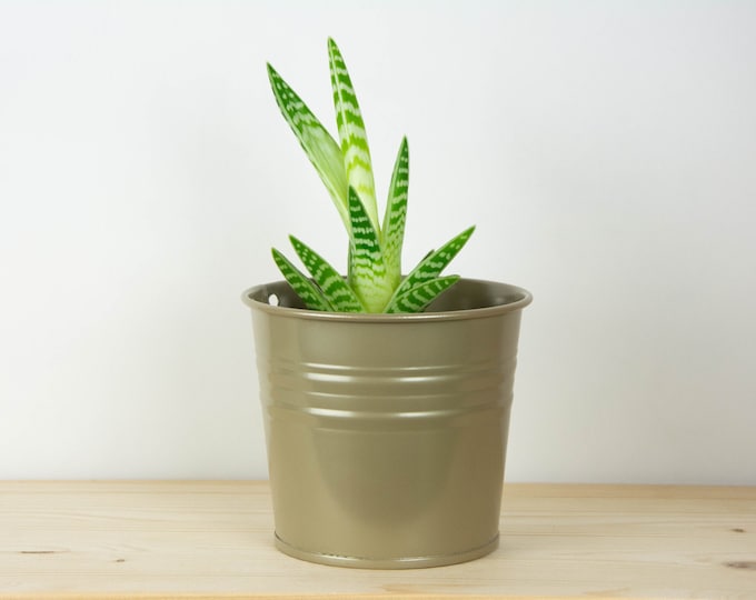 Metal Plant Pot - Beige Pearl Color - Metal Planter - Succulent Planter - Home Decor - Plant Holder - Metal Bucket
