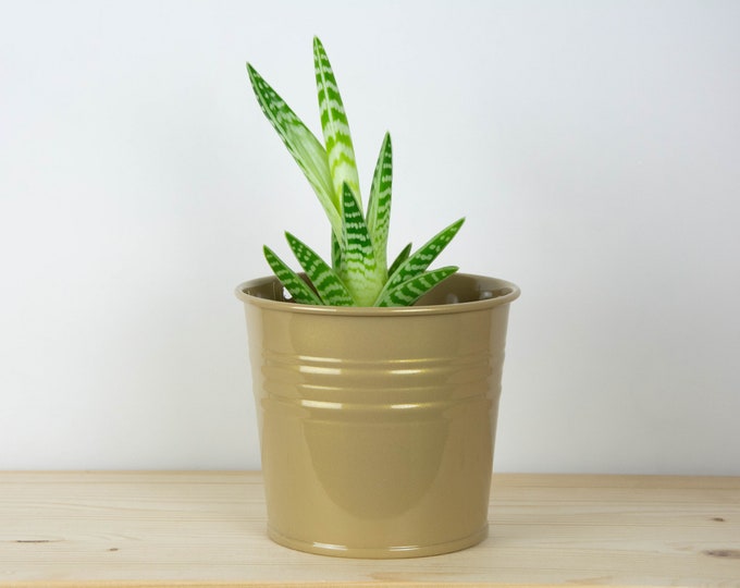 Metal Plant Pot - Champagne Gold Gloss Color - Metal Planter - Succulent Planter - Home Decor - Plant Holder - Metal Bucket