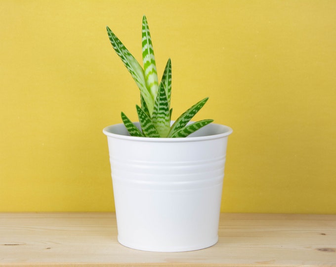Metal Plant Pot - White Matte Color - Metal Planter - Succulent Planter - Home Decor - Plant Holder - Metal Bucket