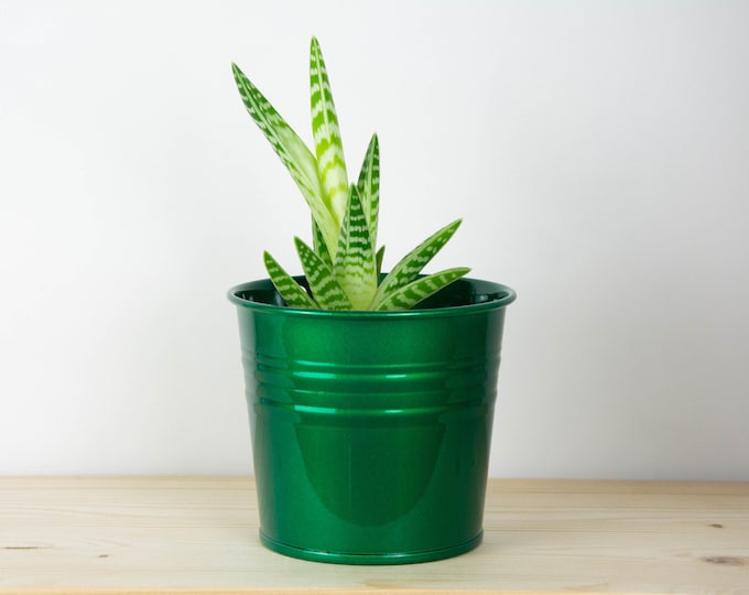 Metal Plant Pot - Candy Green Color - Metal Planter - Succulent Planter - Home Decor - Plant Holder - Metal Bucket