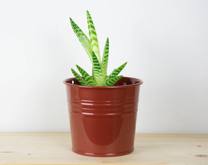 Metal Plant Pot - Copper Pearl Gloss Color - Metal Planter - Succulent Planter - Home Decor - Plant Holder - Metal Bucket
