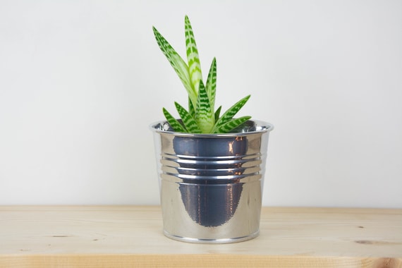 金属製植木鉢 - クロームカラー - 金属製プランター - 多肉植物用 