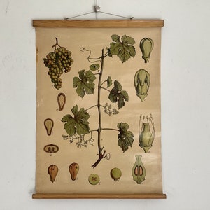Carte scolaire vintage déroulante de la vigne (lithographie de 1905)