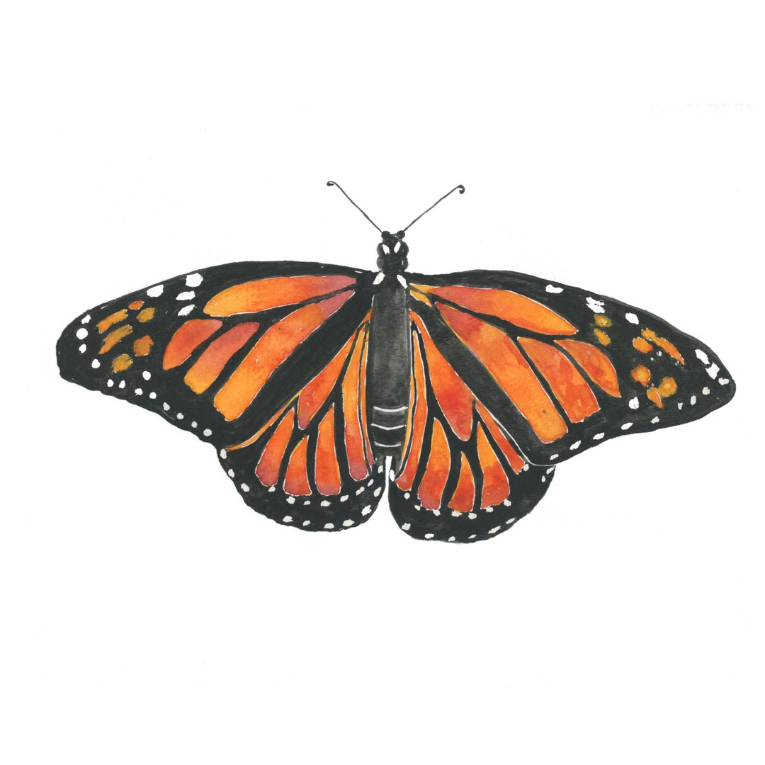 Monarch Butterfly Art Print - Butterfly Watercolor Painting ...