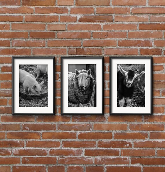 Set Of Three Black And White Farm Animal Prints 8x10 5x7 Etsy