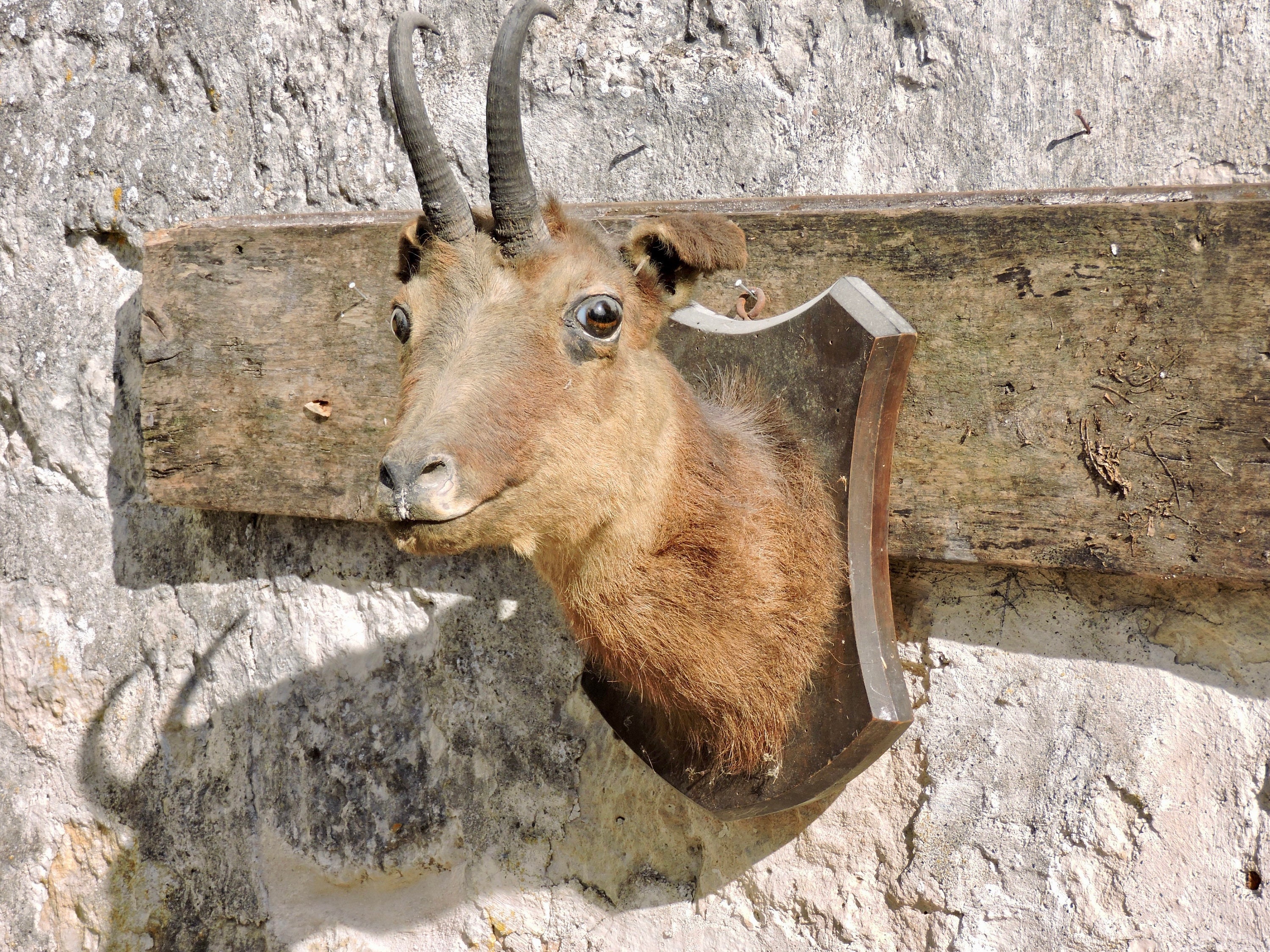 Taxidermie Chevreuil Vintage, Tête de Cerf Montée sur Un Bouclier en Bois, Véritable Animal Taxiderm
