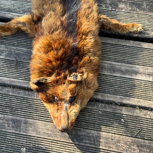 Vintage Fox Fur Full Pelt Wrap, French Fox Stole, Fox Collar/Shoulder Cape/Scarf/Shawl/Boa, Full Size Real Fox Fur Collar