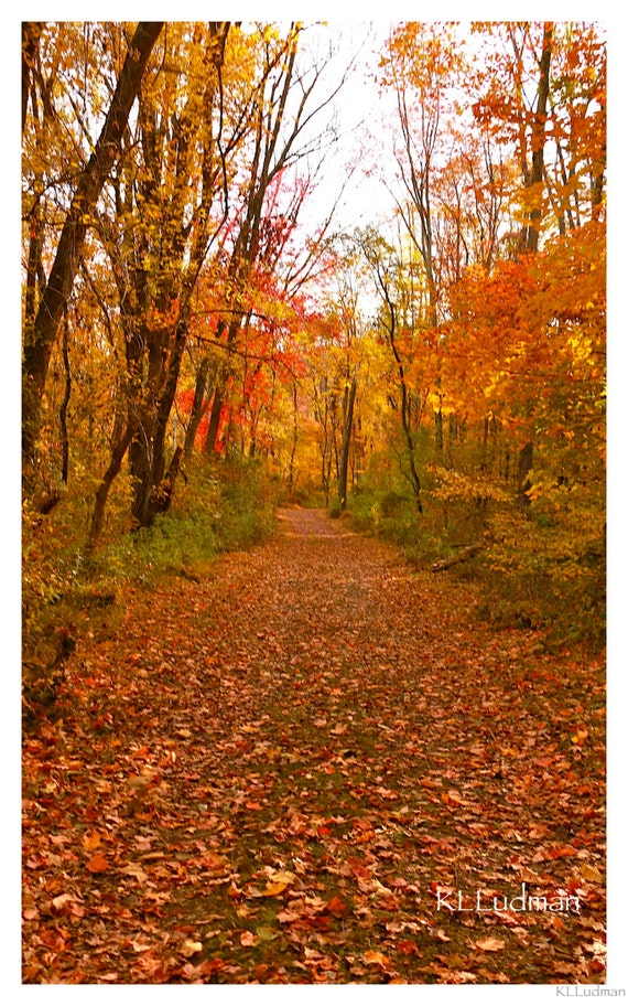 A Walk in the Woods