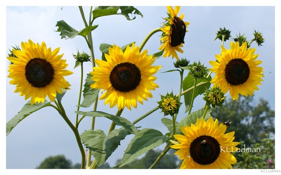 Christie's Sunflowers