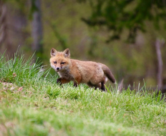 Fox kit