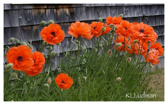 Maine Poppies