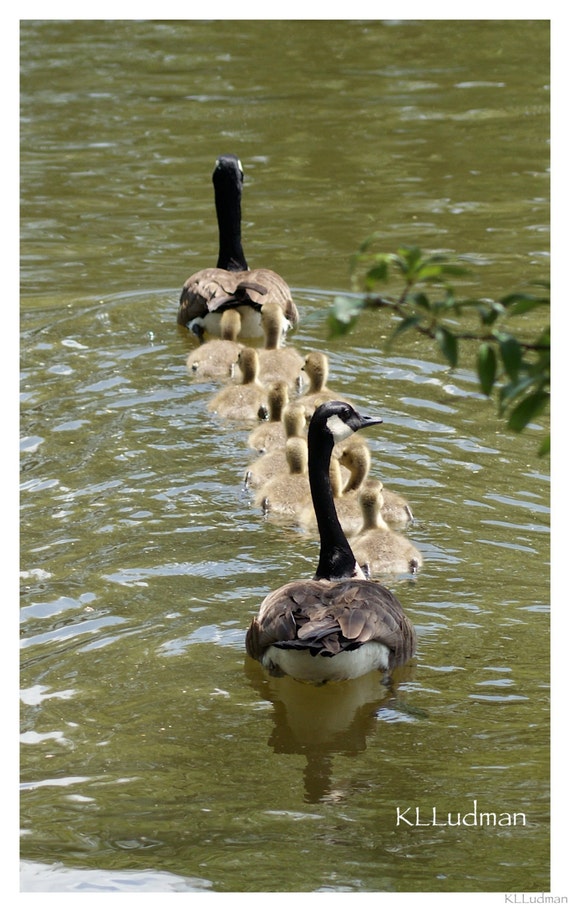 Family Swim