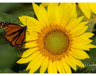 Sunflower Butterfly