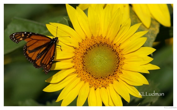 Sunflower Butterfly