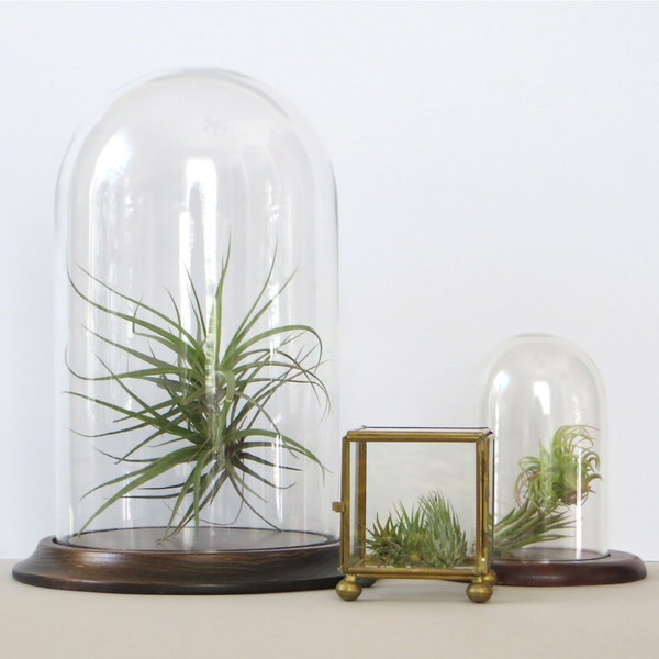 RESERVED FOR NICOLE     Globe Display Dome Case Terrarium with Base