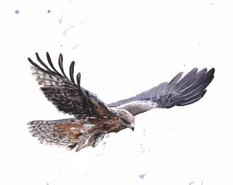 Raptor Bird Print Watercolor Bird Wall Art by Eric Sweet