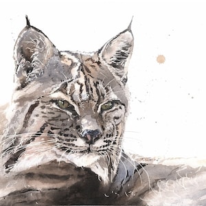 Bobcat Watercolor Portrait Painting Art Print by Eric Sweet