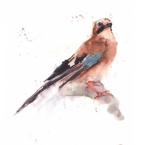 Eurasian Blue Jay Watercolor Print Bird Painting by Eric Sweet