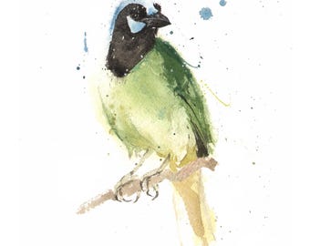 Green Jay Bird Watercolor Painting Art Print by Eric Sweet
