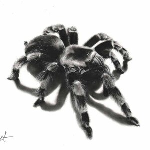 Origineel droog penseel-olieverfschilderij Tarantula Spider door Eric Sweet