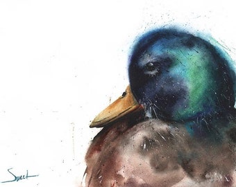Aquarell Stockente Ente Vogel Gemälde Kunstdruck von Eric Sweet