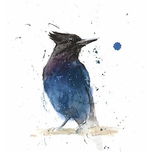 Steller's Jay Watercolor Portrait Painting Bird Art Print by Eric Sweet