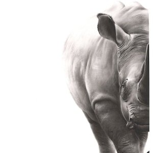 May include: A black and white charcoal drawing of a rhinoceros, showing the animal's textured skin, large ear, and horn. The drawing is set against a plain white background and features the signature "Sweet" in the bottom left corner.