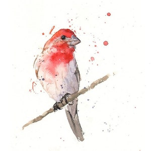 House Finch Bird Watercolor Art Print Painting by Eric Sweet