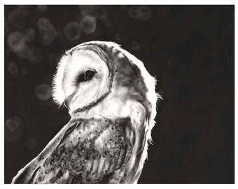 Barn Owl Art Black and White Oil Painting by Eric Sweet