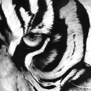May include: A black and white charcoal drawing of a tiger face, focusing on the intense gaze of one eye. The artwork features high-contrast shading with deep black stripes and soft white fur textures, capturing the animal's detailed facial features.