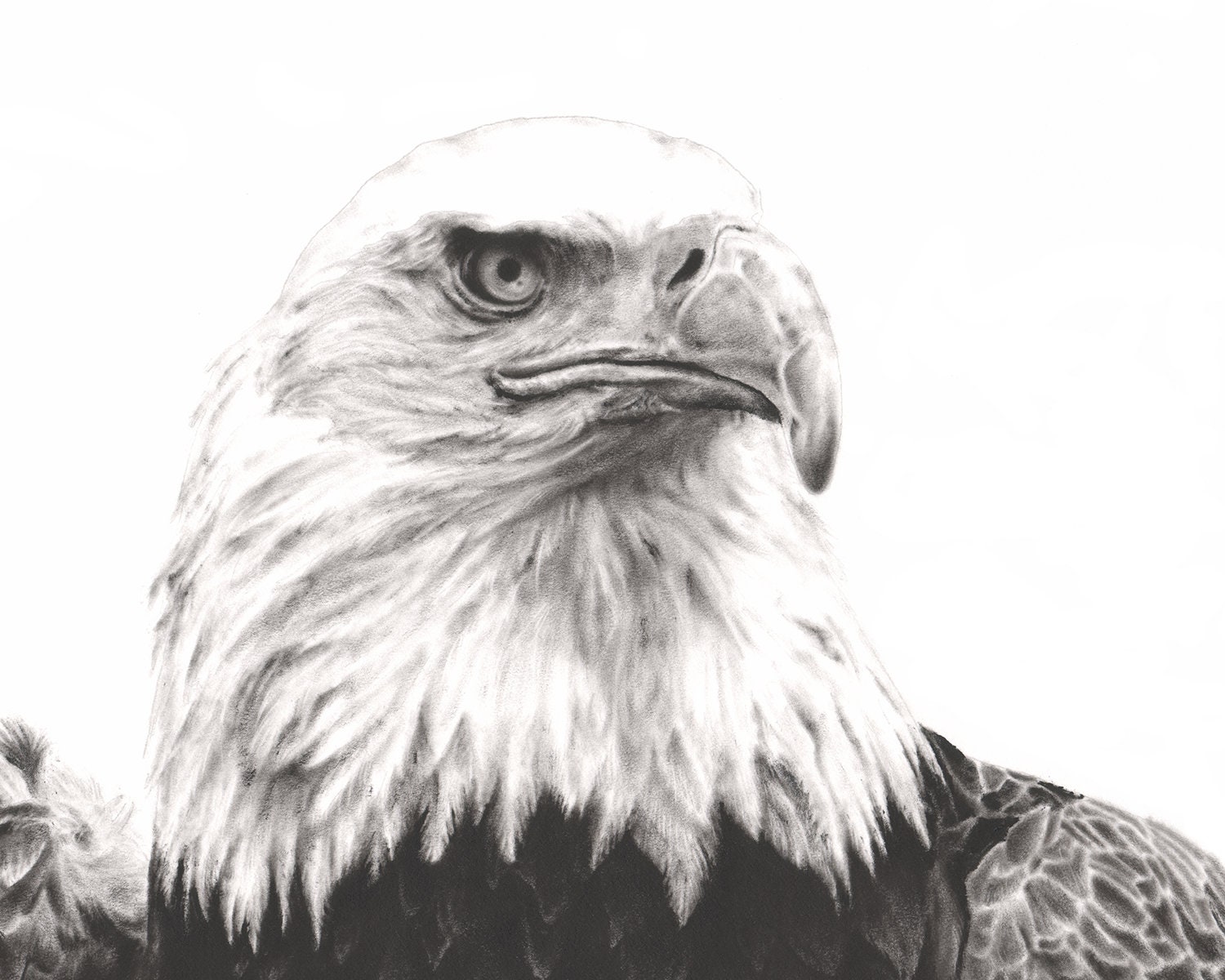 Bald Eagle Drawings Black And White