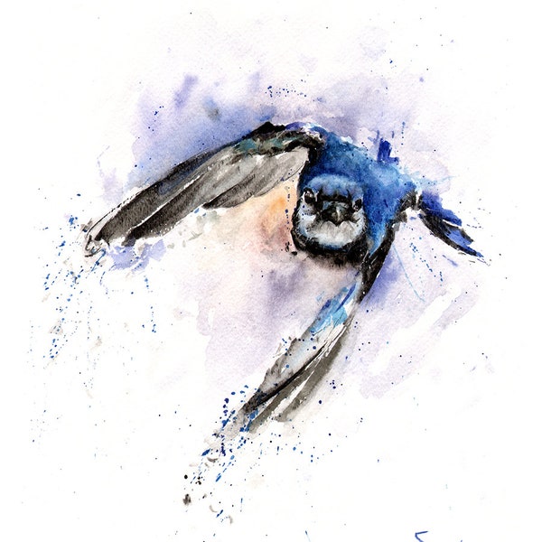 Blue Jay Bird in Flight Watercolor Painting Art Print by Eric Sweet