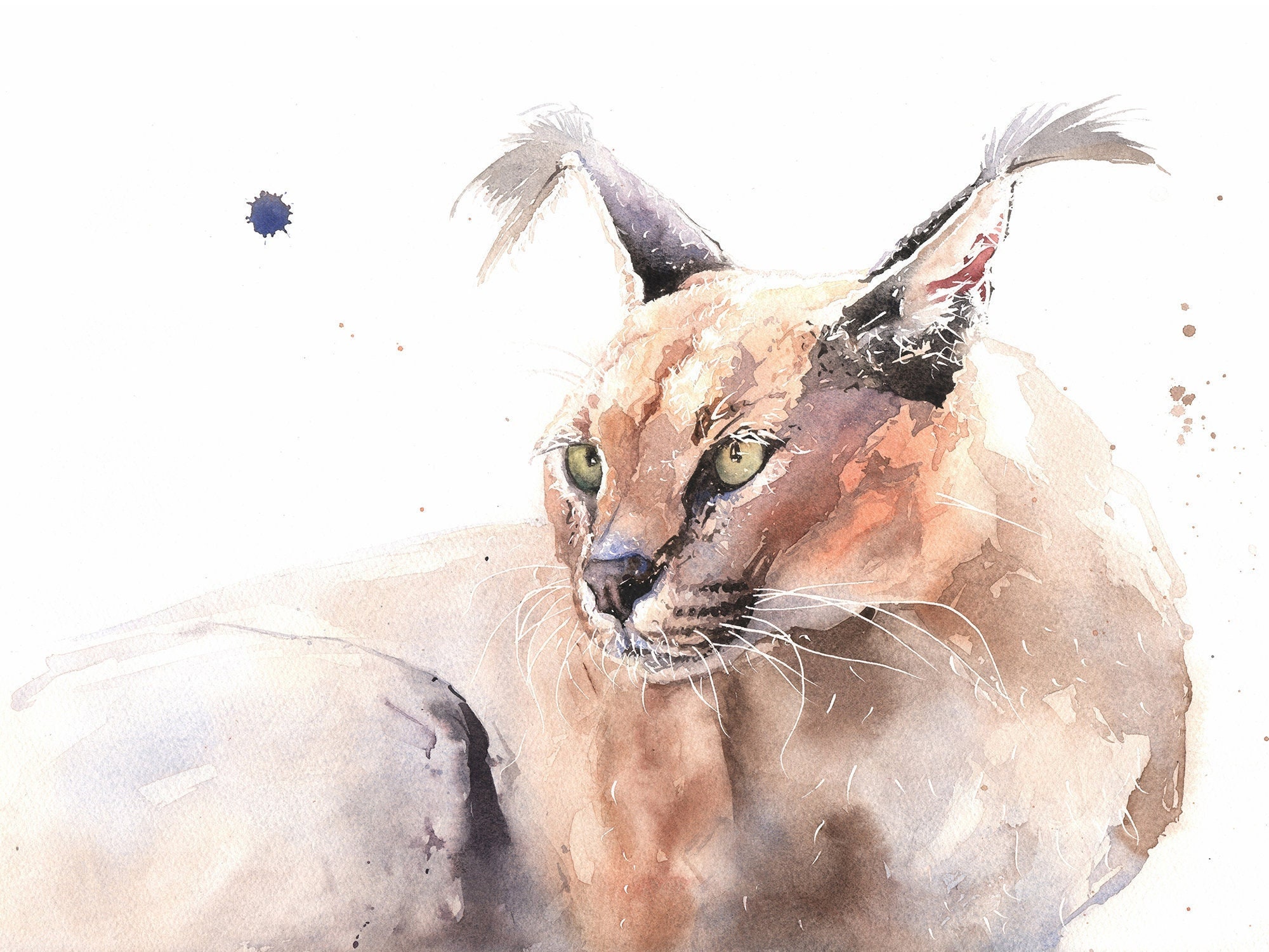 Caracal Cat One | Art Board Print