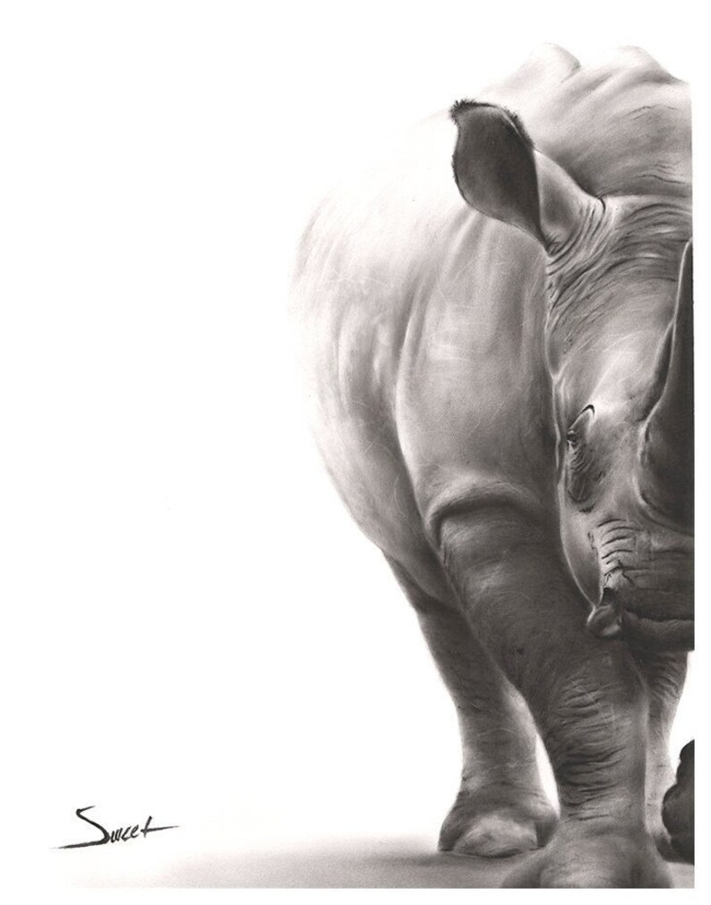 May include: A black and white charcoal drawing of a rhinoceros, showing the animal's textured skin, large ear, and horn. The drawing is set against a plain white background and features the signature "Sweet" in the bottom left corner.