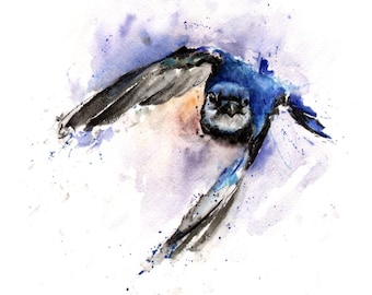 Blue Jay Watercolor Art Print - Songbird Painting