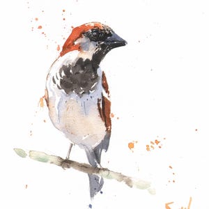 Original watercolor house sparrow bird painting by Eric Sweet