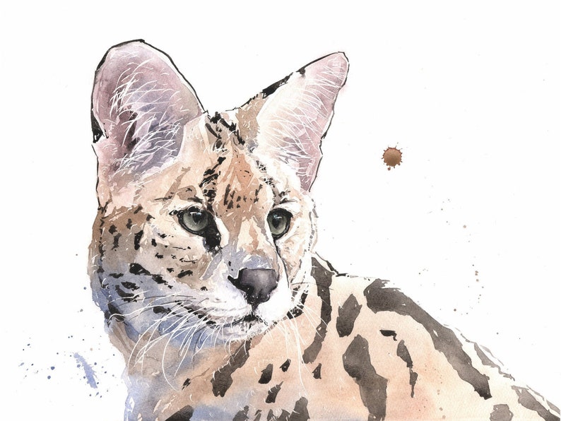 Op de afbeelding: Waterverf schilderij van een Serval kat met bruine, zwarte en witte markeringen. De kat kijkt naar rechts in de afbeelding met zijn hoofd lichtjes gekanteld. De achtergrond is wit met een paar bruine verfspatten.