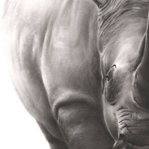 May include: A detailed charcoal drawing of a rhinoceros, focusing on the textured skin of the shoulder and head. The artwork uses shades of black, gray, and white to highlight the folds and contours of the animal's thick, leathery hide.