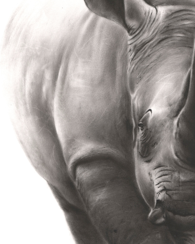 May include: A detailed charcoal drawing of a rhinoceros, focusing on the textured skin of the shoulder and head. The artwork uses shades of black, gray, and white to highlight the folds and contours of the animal's thick, leathery hide.