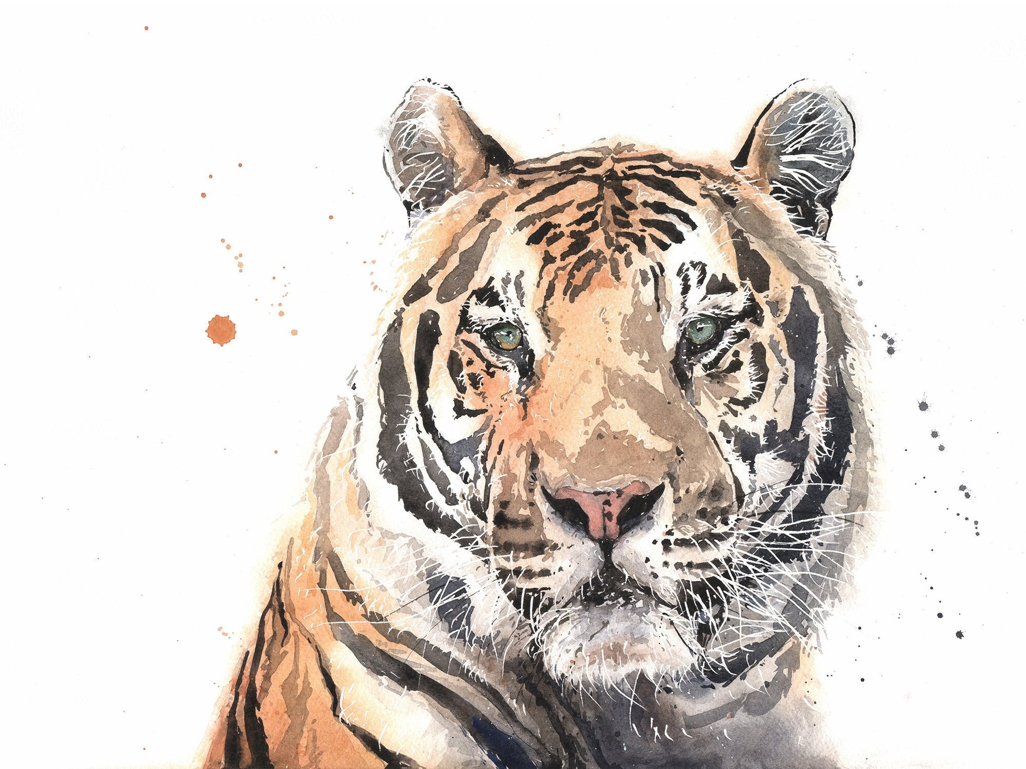 Tiger Watercolor Big Cat Painting Art Print by Eric Sweet - Etsy