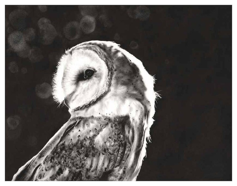 May include: A black and white drawing of a barn owl with its head turned to the side. The owl is facing the left side of the image. The owl has a white face with black eyes and a black beak. The owl's feathers are detailed and textured. The background is black with white spots.