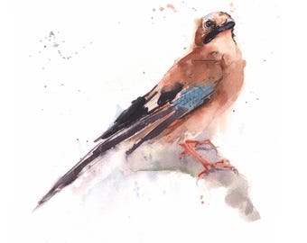 Original Watercolor Painting Eurasian Jay Bird by Eric Sweet
