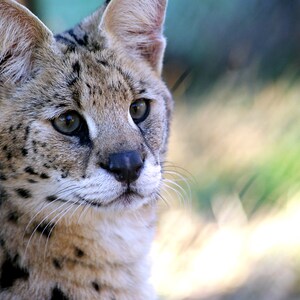 Op de afbeelding: Een close-up van een serval, een wilde kat met een gevlekte vacht, die naar rechts kijkt. De kat heeft grote oren en een lang, slank lichaam.