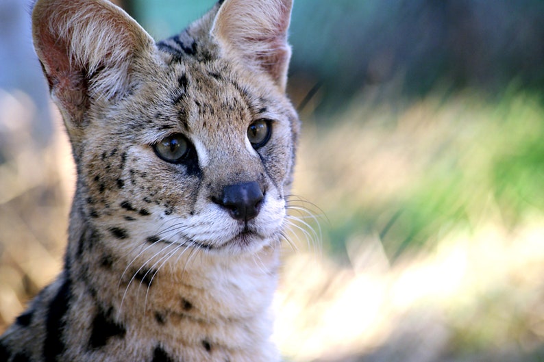 Op de afbeelding: Een close-up van een serval, een wilde kat met een gevlekte vacht, die naar rechts kijkt. De kat heeft grote oren en een lang, slank lichaam.