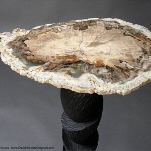 May include: A petrified wood table top with a unique, swirling pattern of brown, white, and gray. The table top is mounted on a black, carved wooden base.