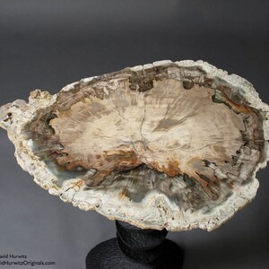 May include: A large, oval-shaped petrified wood slab with a natural, polished finish. The slab features a variety of colors, including brown, white, and gray, and has a unique, swirling pattern. The slab is mounted on a black pedestal.