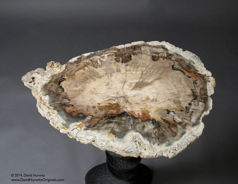 May include: A large, oval-shaped petrified wood slab with a natural, polished finish. The slab features a variety of colors, including brown, white, and gray, and has a unique, swirling pattern. The slab is mounted on a black pedestal.