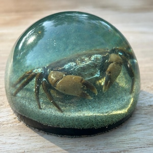 Vintage Lucite Acrylic Paperweight Crab Seashell Nautical Ocean Life
