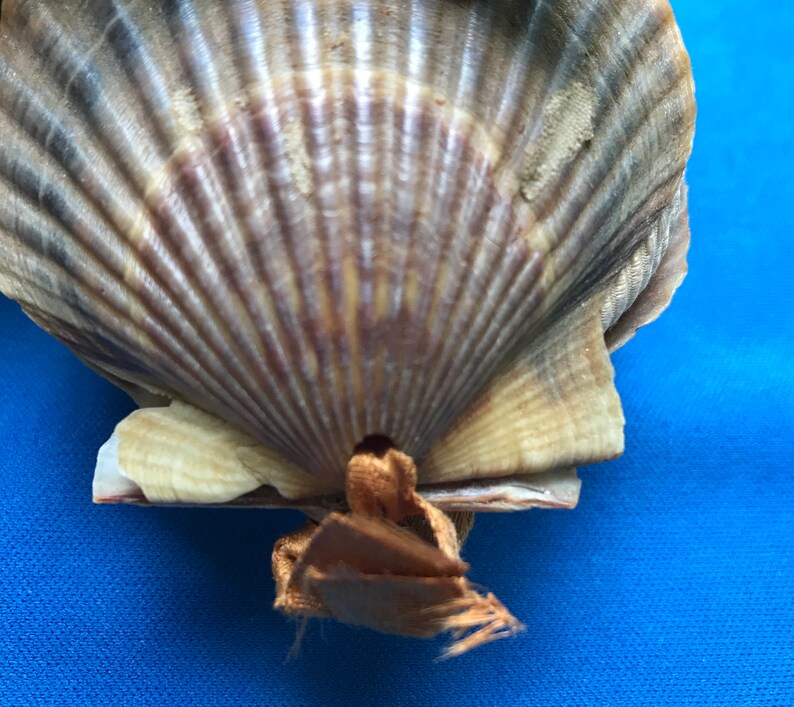 Antique Shaker Pincushion Scallop Sea Shell Sewing Pin Etsy