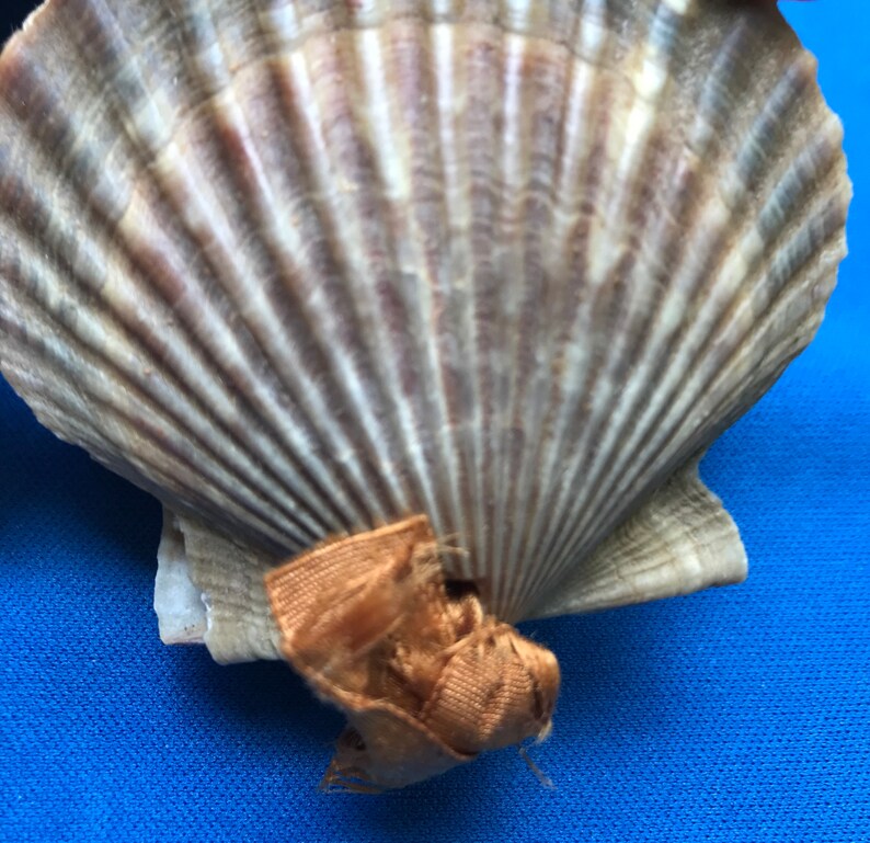 Antique Shaker Pincushion Scallop Sea Shell Sewing Pin Etsy